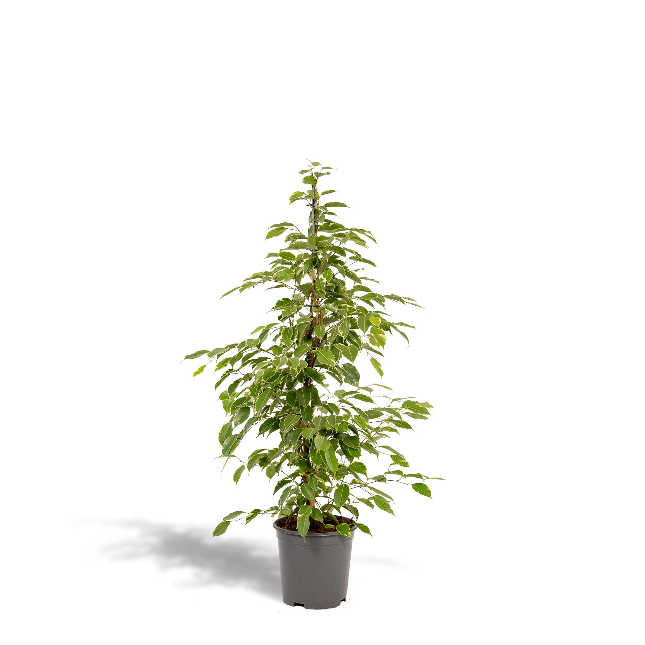 Ficus benjamina Golden King h95cm 95cm - Plante d'intérieur- La Green Touch - Image 1