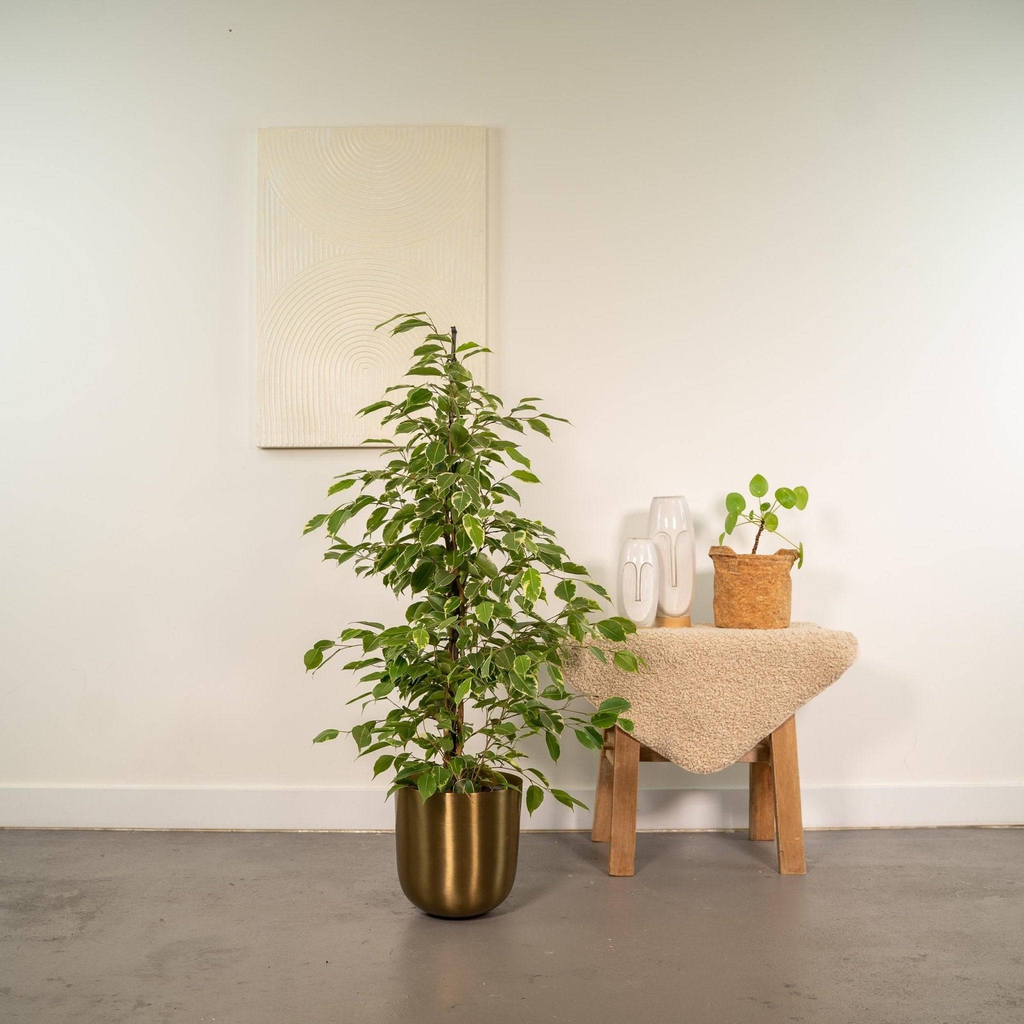 Ficus benjamina Golden King h95cm 95cm - Plante d'intérieur- La Green Touch - Image 3