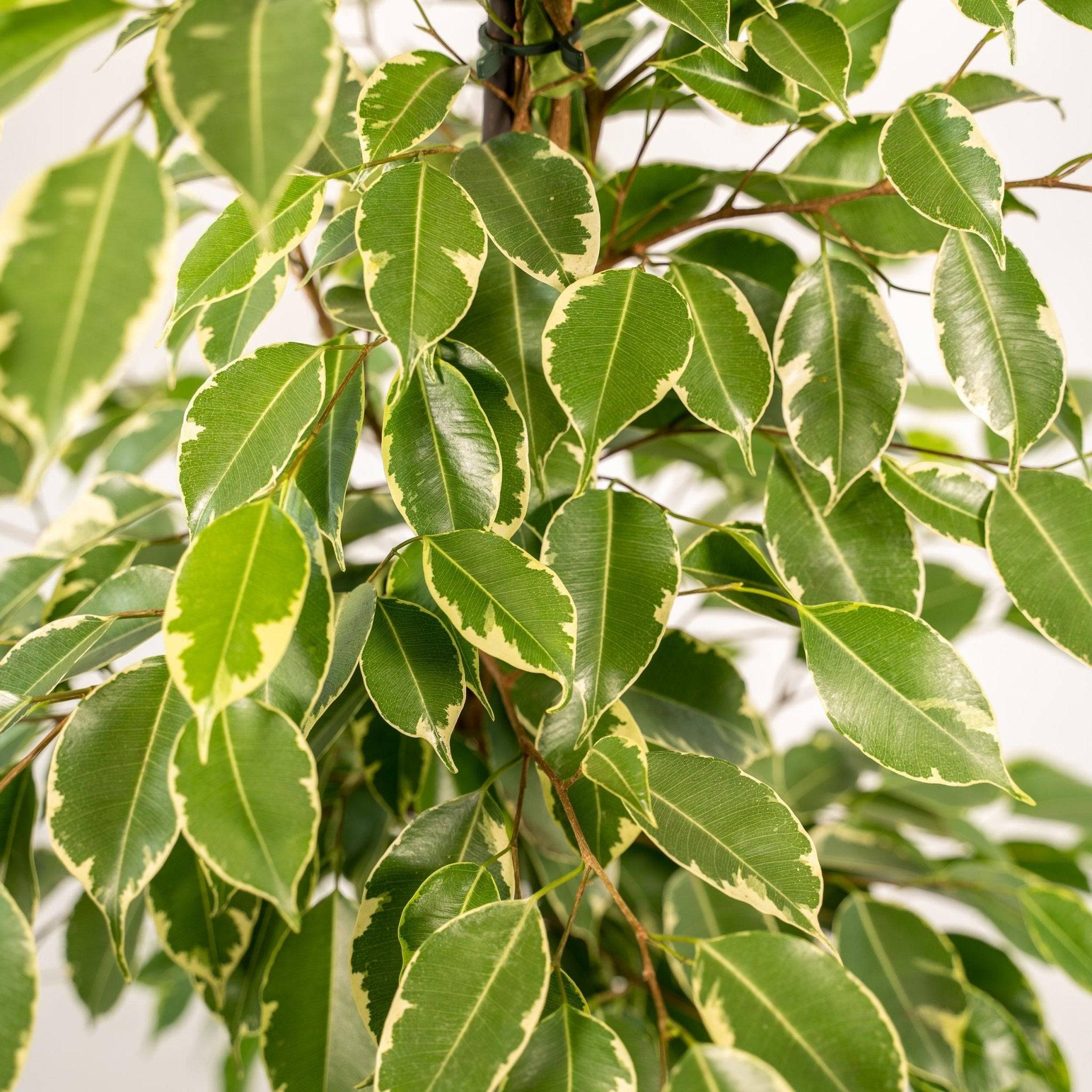 Ficus benjamina Golden King  h95cm 95cm - Plante d'intérieur- La Green Touch - Image 4