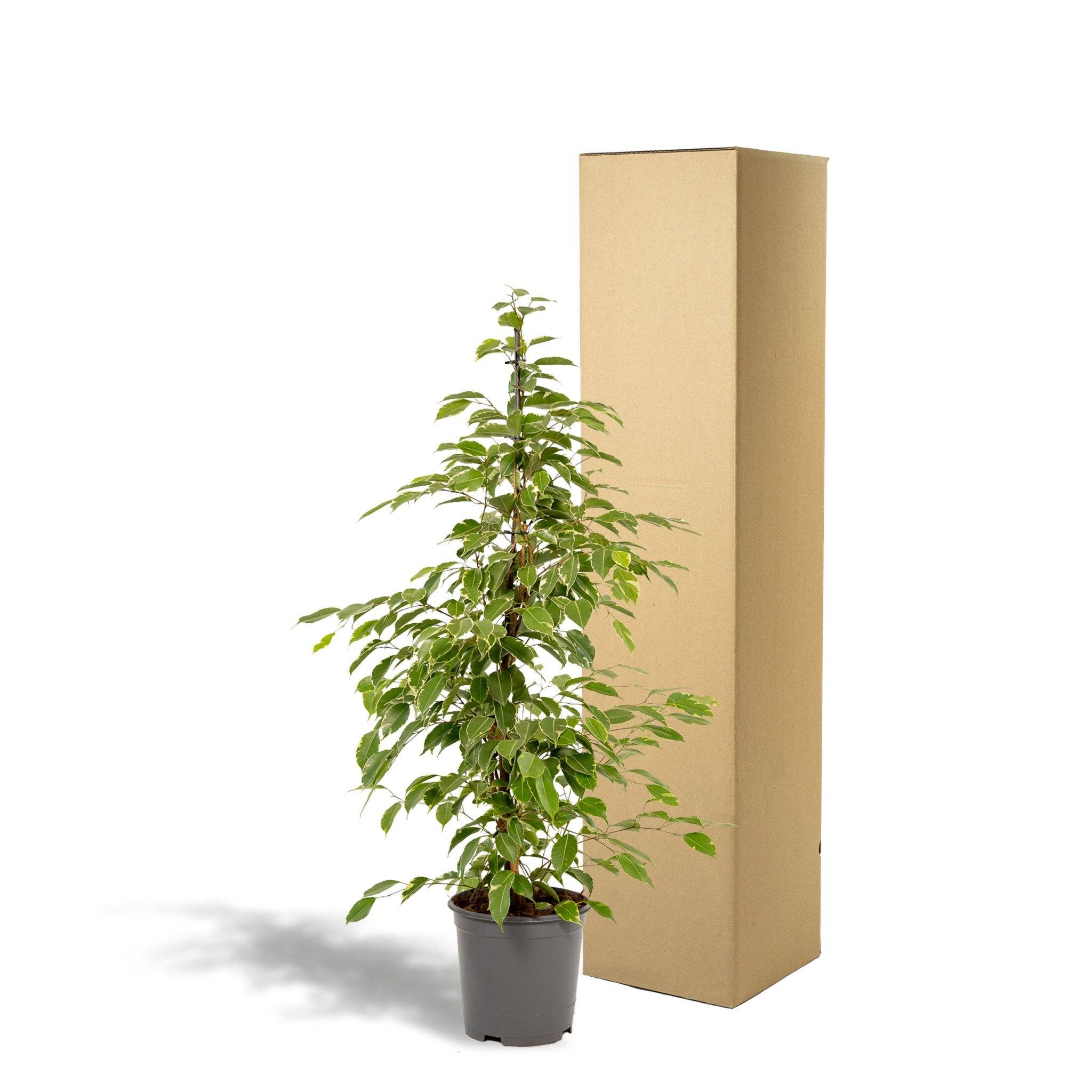 Ficus benjamina Golden King h95cm 95cm - Plante d'intérieur- La Green Touch - Image 6