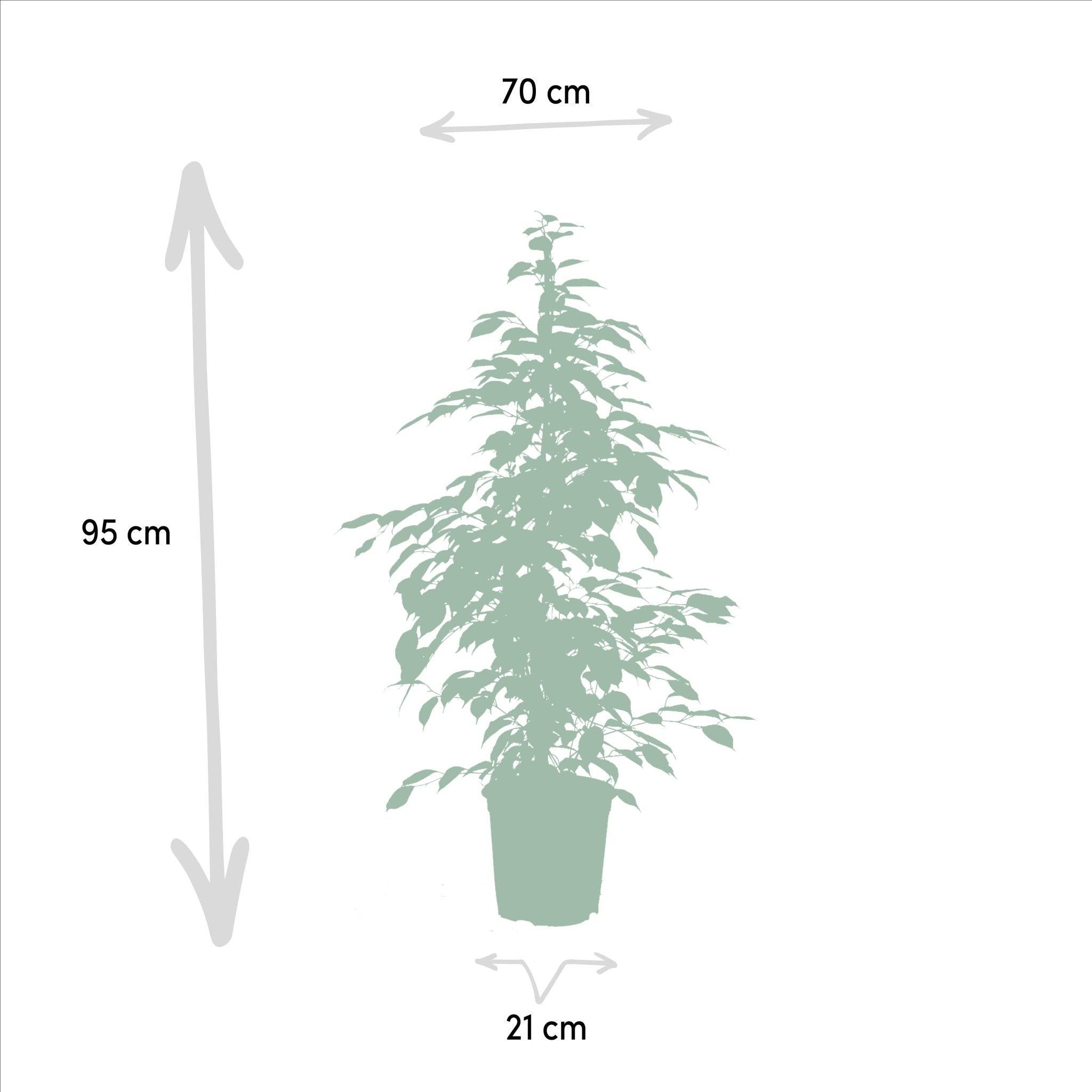 Ficus benjamina Golden King h95cm 95cm - Plante d'intérieur- La Green Touch - Image 5