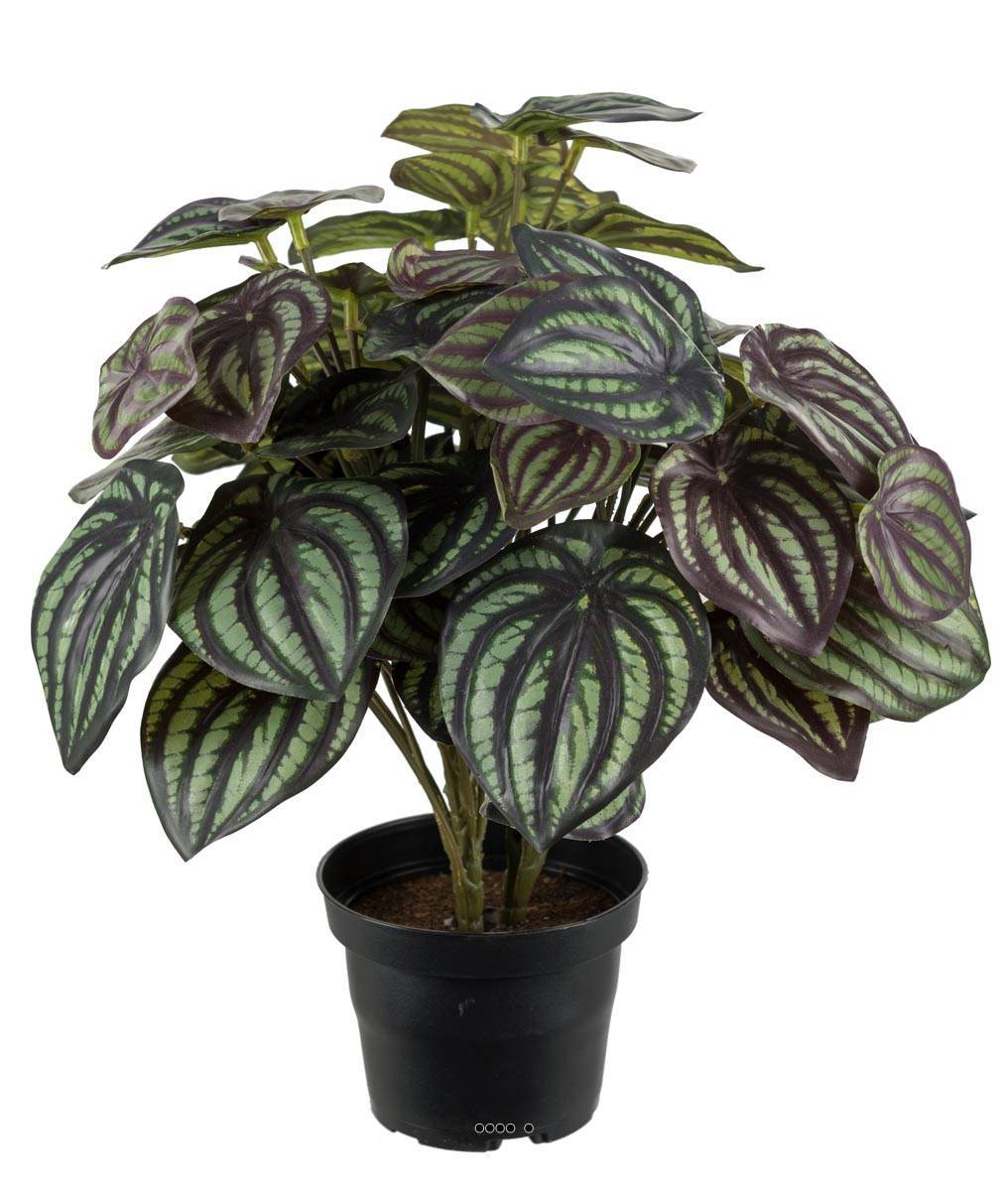Artificielles - Peperomia fausse plante en pot lesté H30cmD25cm Top Qualité Blanc-vert - dimhaut: H 30 cm - couleur: Blanc-vert - Imagen 2