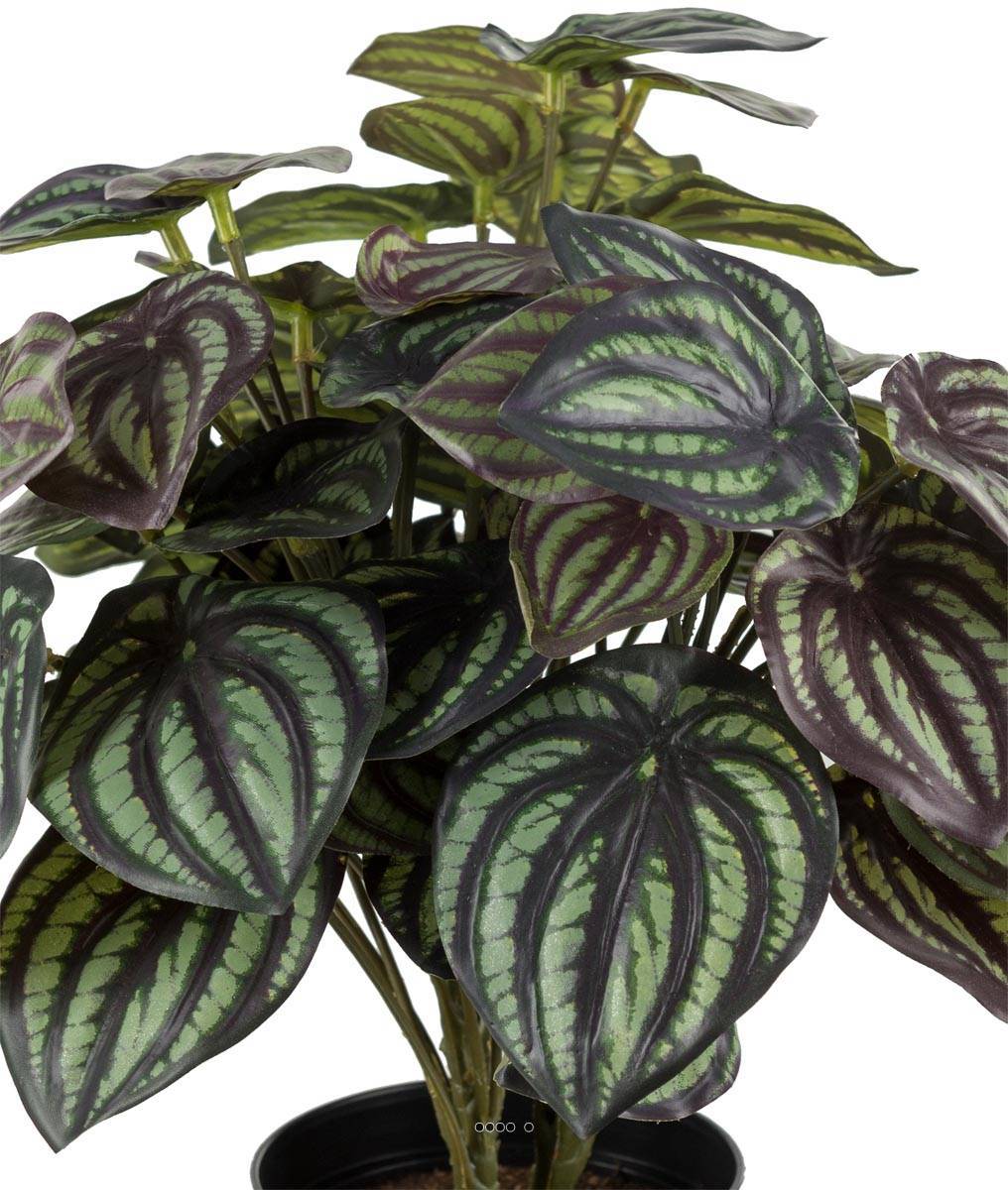 Artificielles - Peperomia fausse plante en pot lesté H30cmD25cm Top Qualité Blanc-vert - dimhaut: H 30 cm - couleur: Blanc-vert - Imagen 3