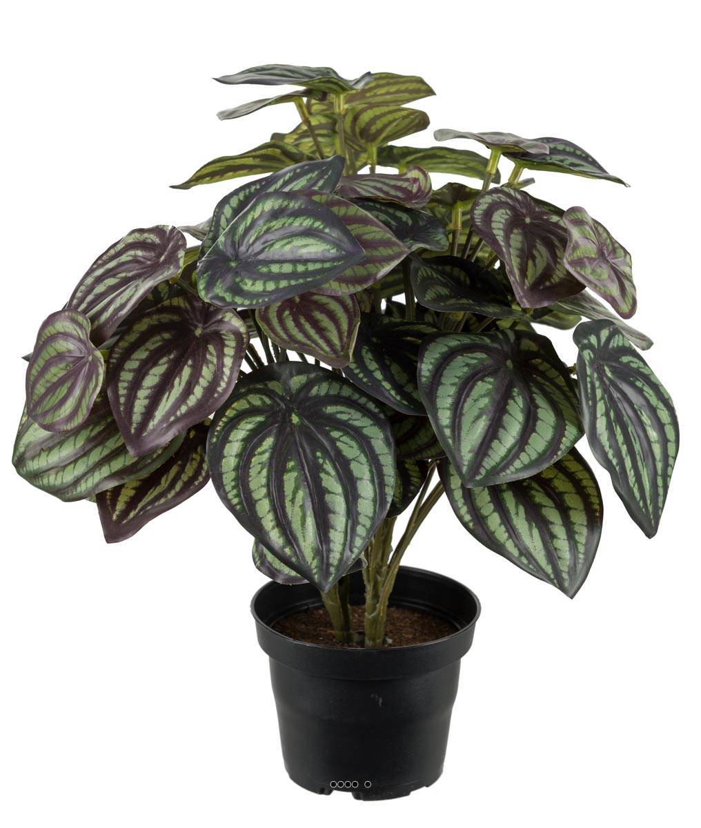 Artificielles - Peperomia fausse plante en pot lesté H30cmD25cm Top Qualité Blanc-vert - dimhaut: H 30 cm - couleur: Blanc-vert - Imagen 1