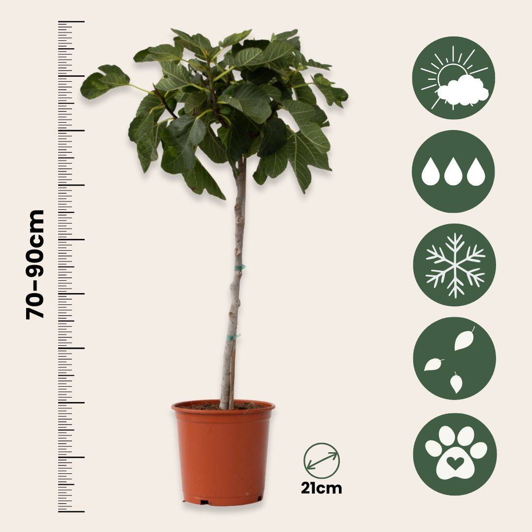 Figuier de Barbarie - Ficus Carica - Hauteur 70-90cm - ⌀21cm - Image 4