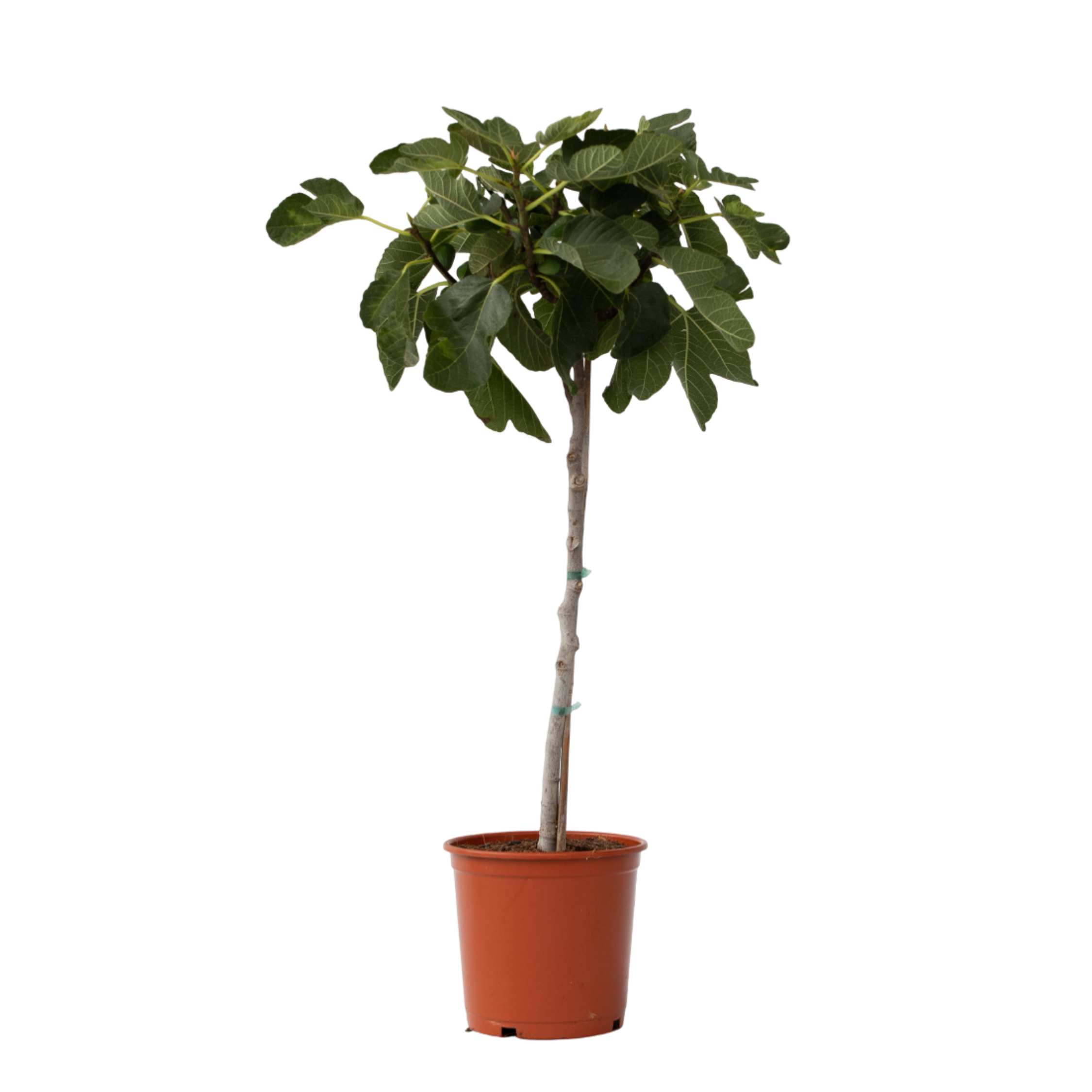 Figuier de Barbarie - Ficus Carica - Hauteur 70-90cm - ⌀21cm - Image 1