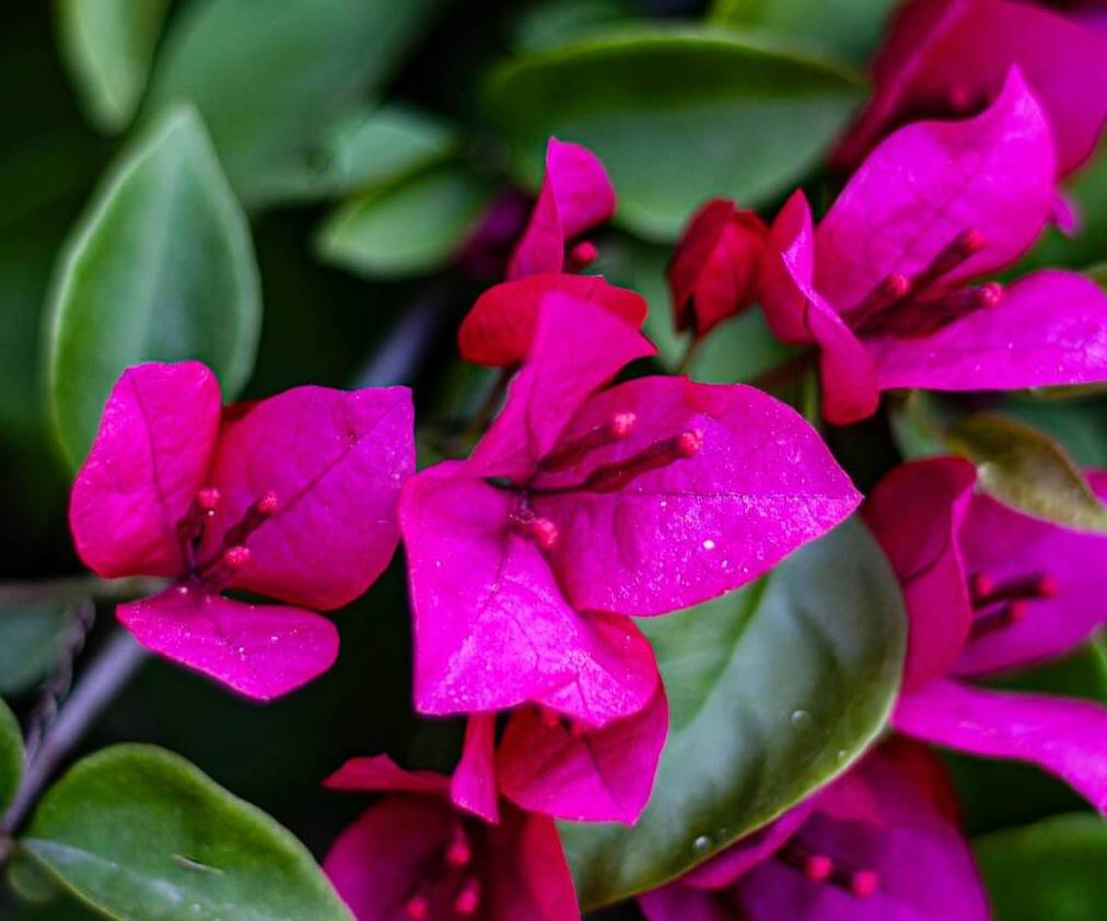 0 - Bougainvilliers  Pot de 20 Litres - 110/130 cm - Image 2