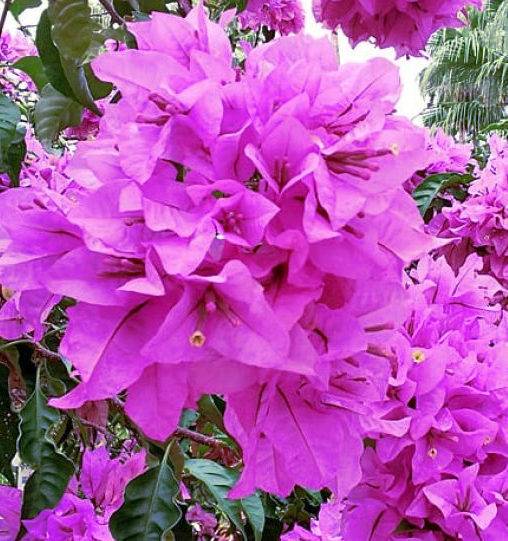 0 - Bougainvilliers  Pot de 20 Litres - 110/130 cm - Image 3