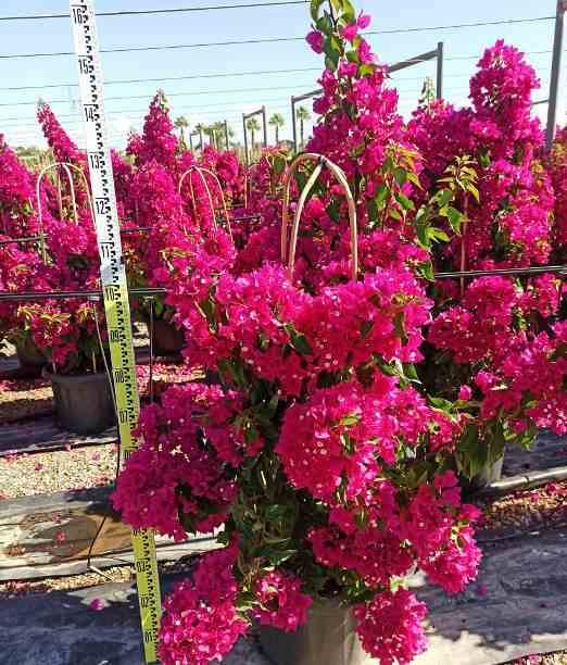 0 - Bougainvilliers Pot de 20 Litres - 110/130 cm - Image 1