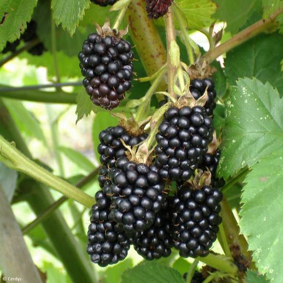 Promesse de Fleurs - Mûre sans épines Dirksen Thornless - Rubus fruticosus Pot de 1,5L/2L