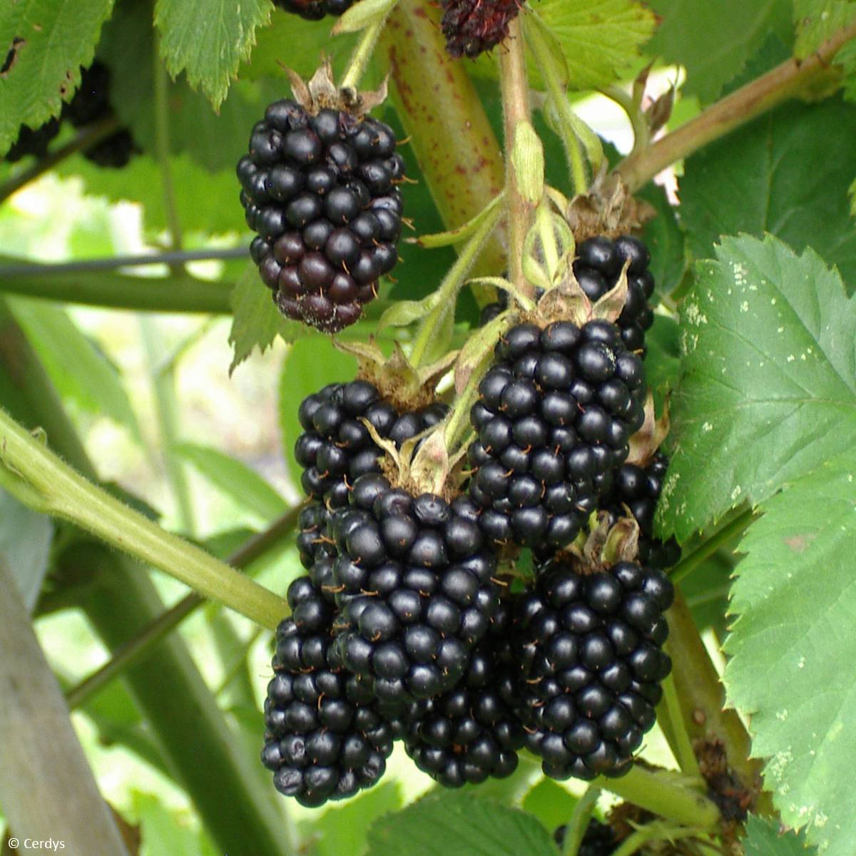 Promesse de Fleurs - Mûre sans épines Dirksen Thornless - Rubus fruticosus  Pot de 1,5L/2L