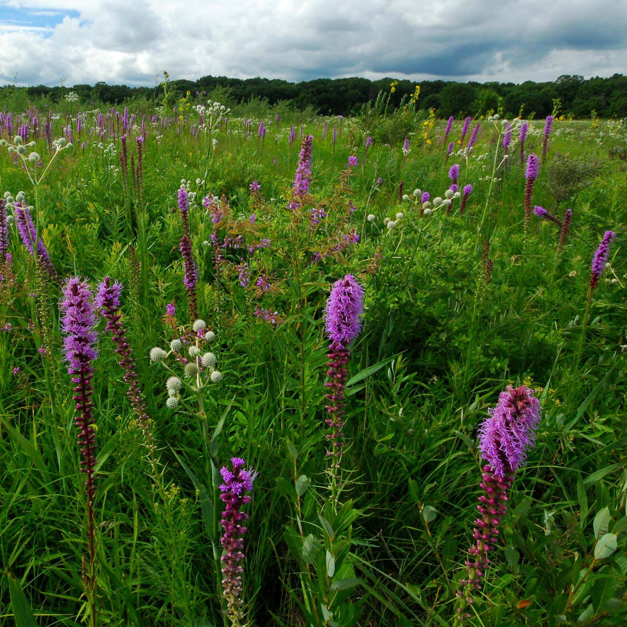 Promesse de Fleurs - Liatris pycnostachya Godet de 8/9 cm
