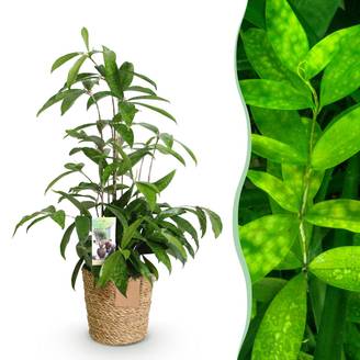 Dracaena surculosa - avec panier - Ø17cm - ↕70cm - Plantes d’intérieur