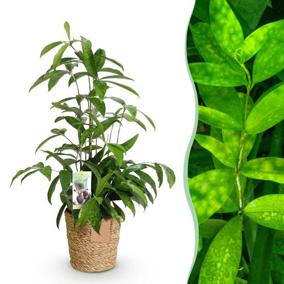 Dracaena surculosa - avec panier - Ø17cm - ↕70cm - Plantes d’intérieur - Image 1