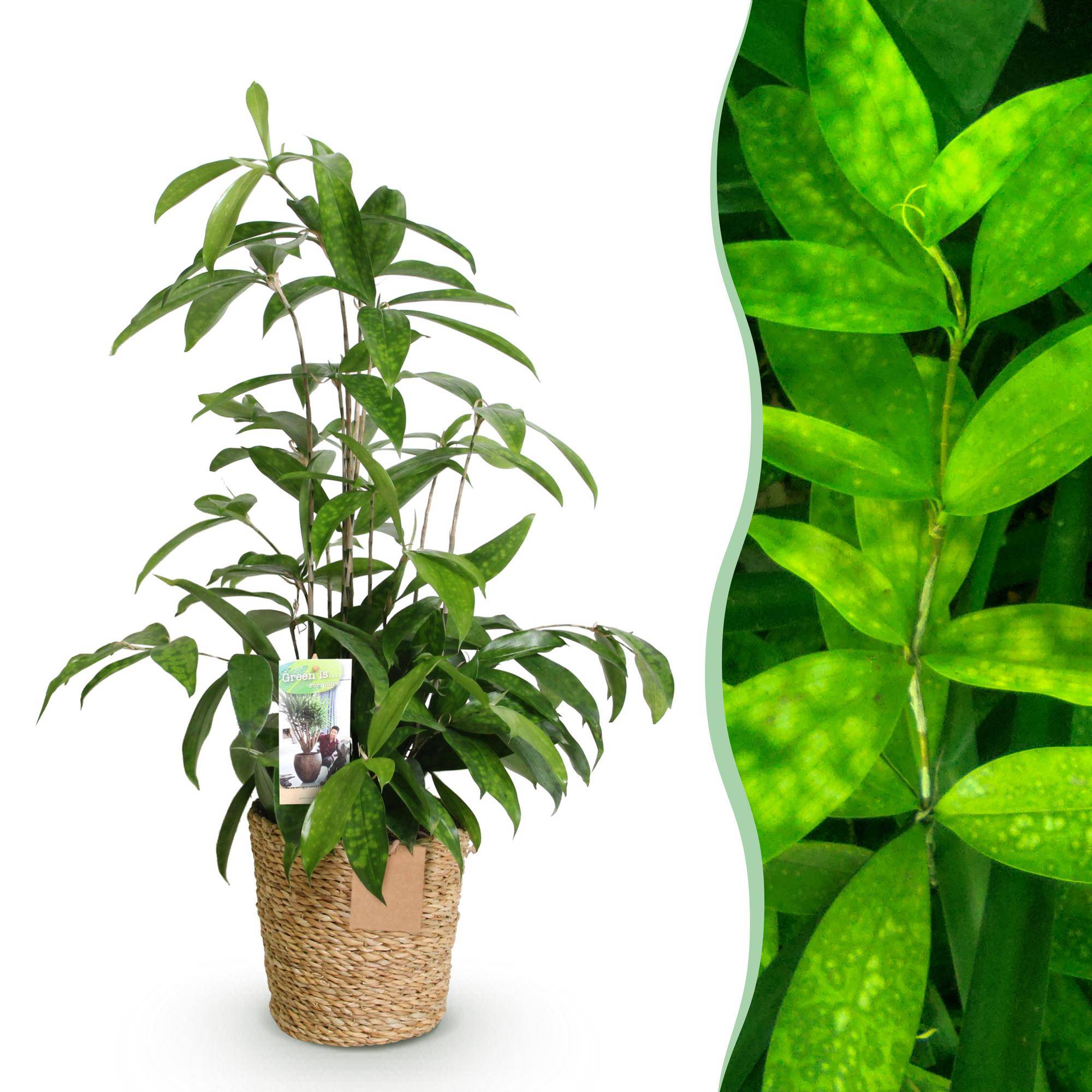 Dracaena surculosa - avec panier - Ø17cm - ↕70cm - Plantes d’intérieur