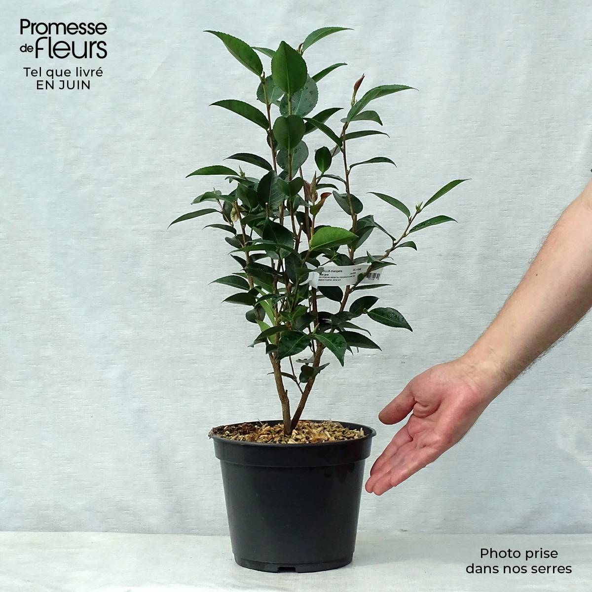 Promesse de Fleurs - Camélia champêtre Sweet Jane Pot de 4L/5L - Image 2
