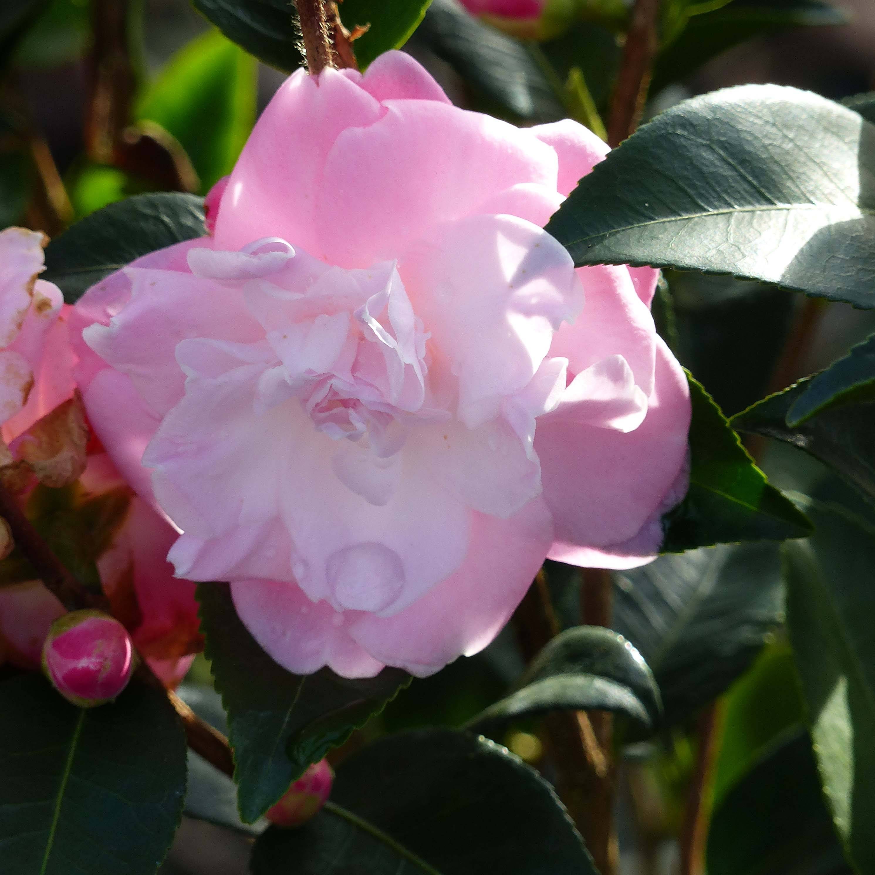 Promesse de Fleurs - Camélia champêtre Sweet Jane Pot de 4L/5L - Image 1