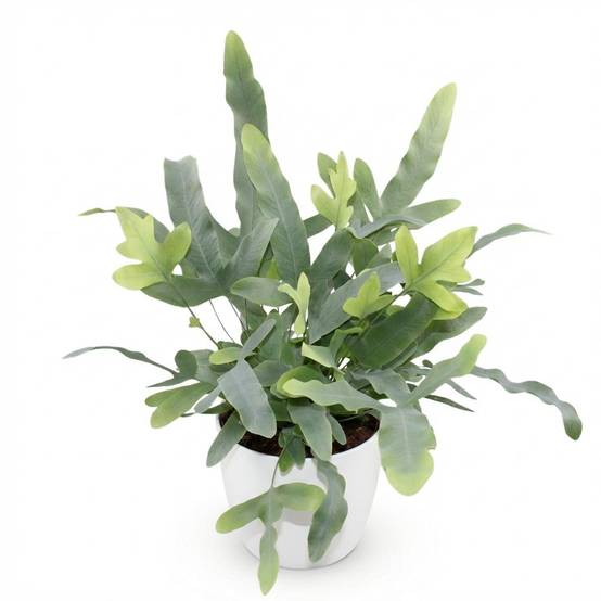 La Green Touch - Phlebodium aureum Blue Star - Fougère Blue Star - Avec cache-pot blanc - Pot Ø25 cm, H 30 cm - Image 2