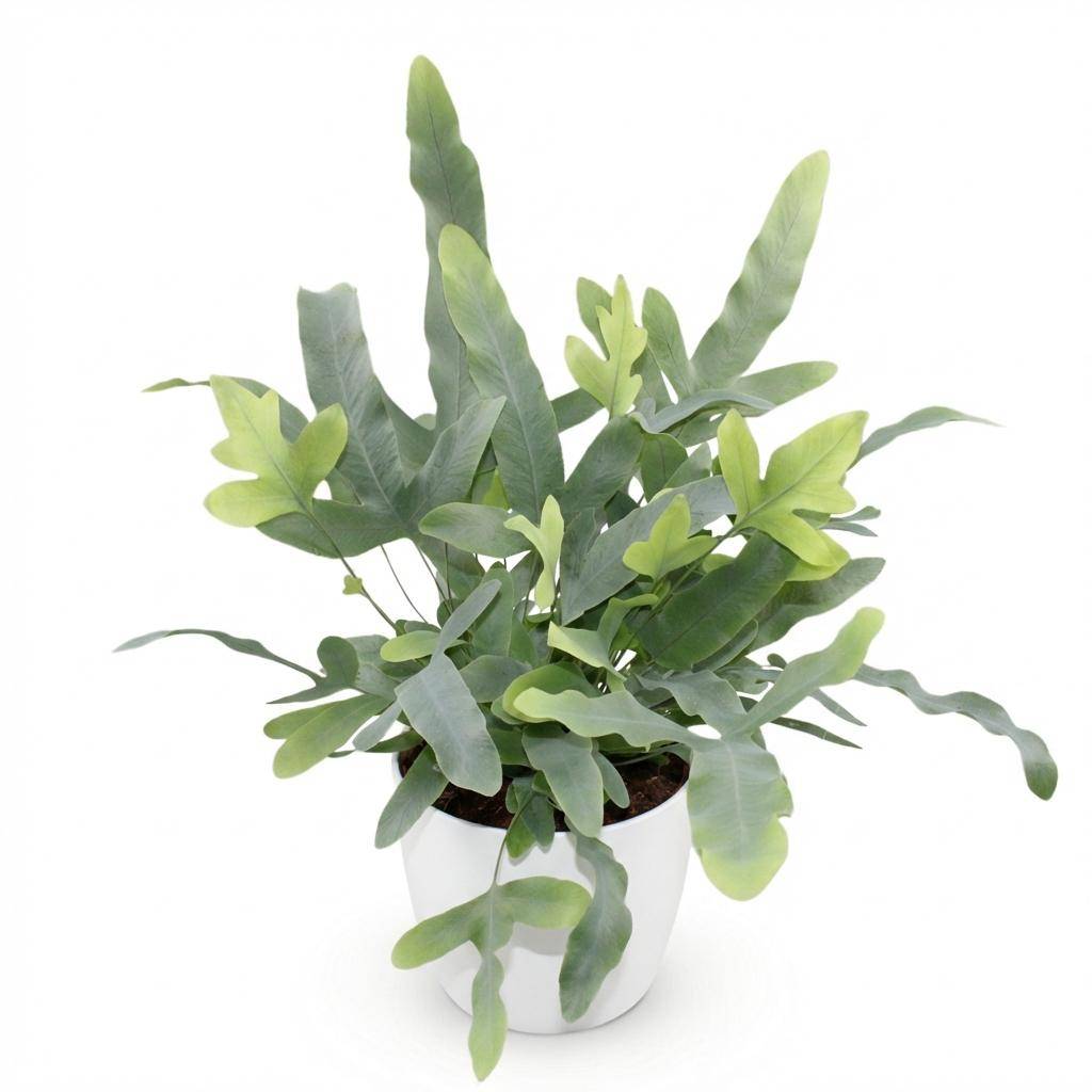 La Green Touch - Phlebodium aureum Blue Star - Fougère Blue Star - Avec cache-pot blanc - Pot Ø25 cm, H 30 cm - Image 2