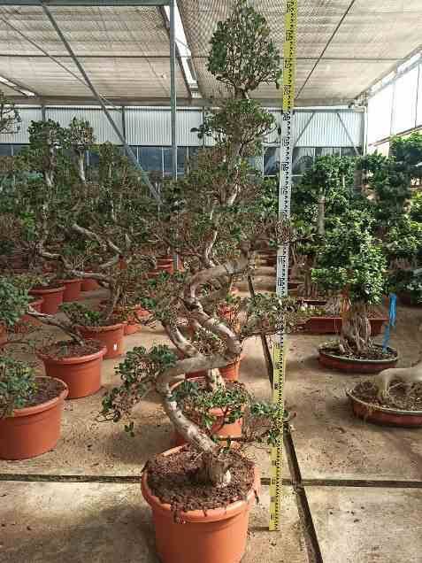 0 - Ficus microcarpa 'Compacta' Pot de 65L - 180/200cm - Image 1