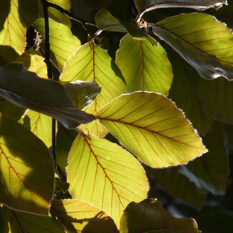 Hêtre commun Dawick Gold, Fagus - Pot de 15L - Baliveau - Image 1