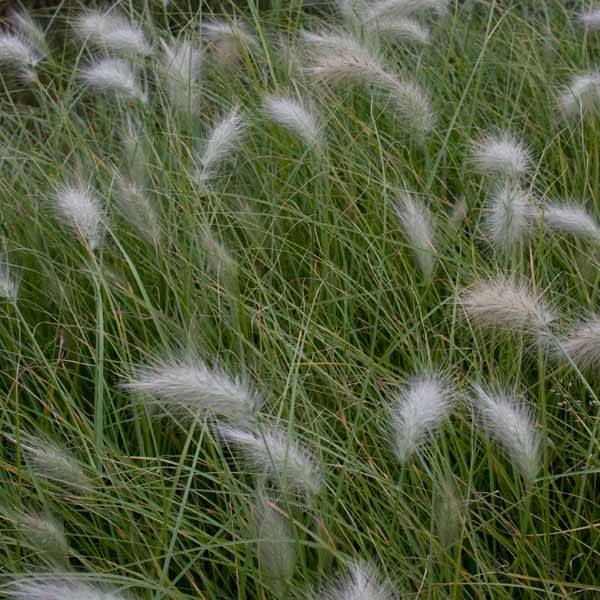 Pennisetum villosum - Herbe aux écouvillons Godet de 8/9 cm