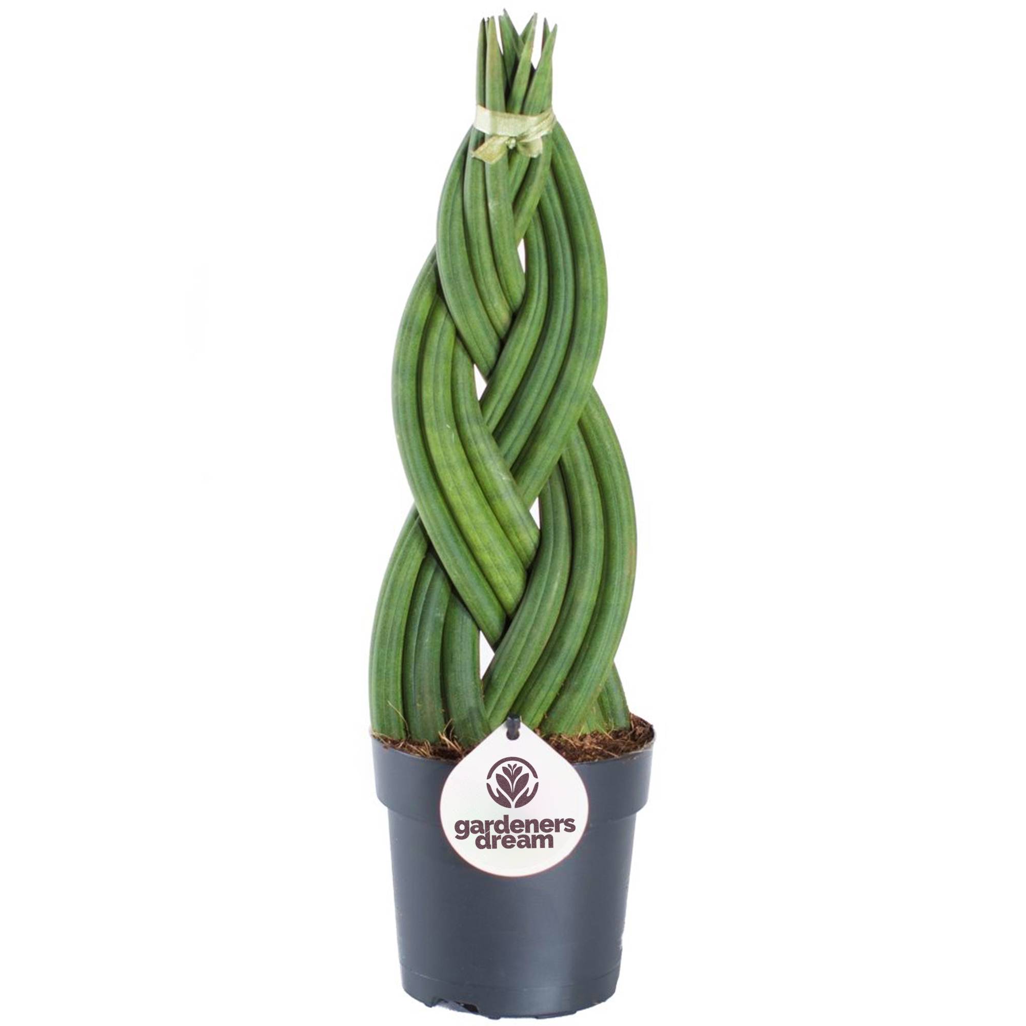 Gardenersdream - Sansevieria Tressé - Twister | Cadeau Plante D'Intérieur À Feuillage Persistant De 30 À 40 Cm Pot Inclus - GardenersDream - Imagen 2
