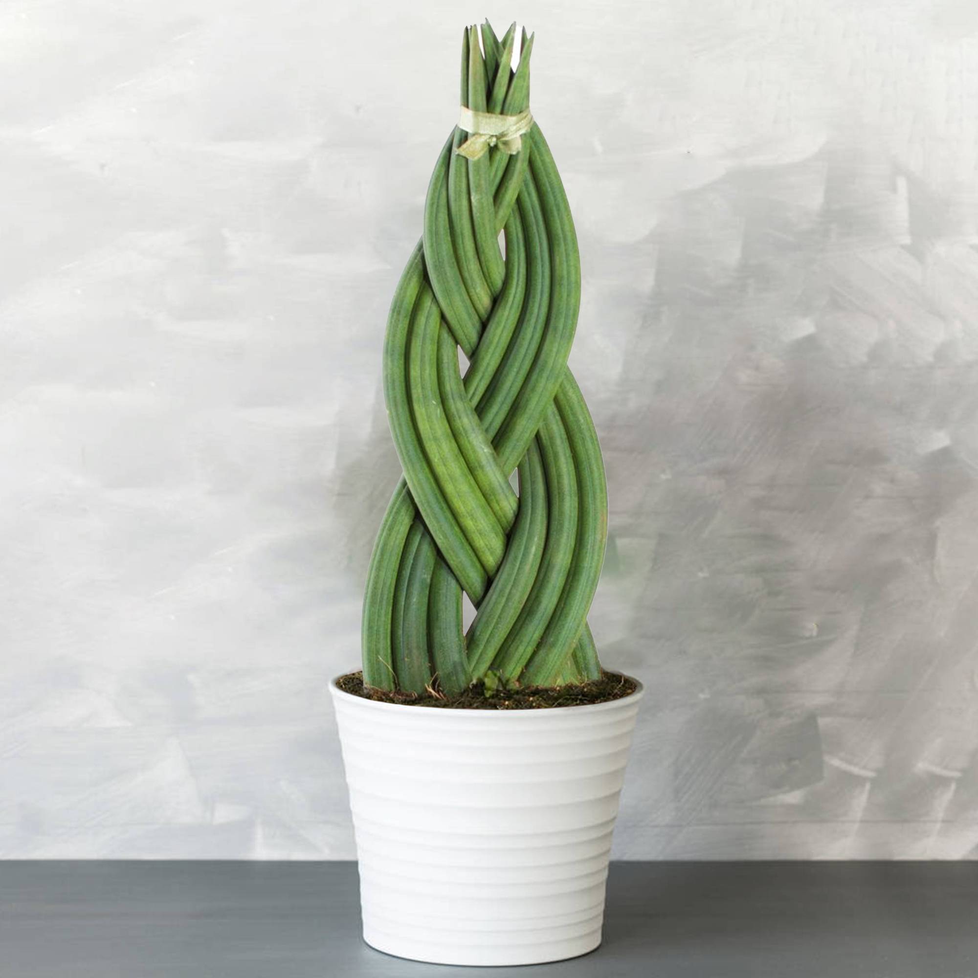 Gardenersdream - Sansevieria Tressé - Twister | Cadeau Plante D'Intérieur À Feuillage Persistant De 30 À 40 Cm Pot Inclus - GardenersDream - Imagen 1