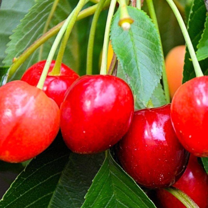 Cerisier bigarreau 'Napoléon' (Prunus avium 'Napoléon') - Scion de 150cm - Pépinières Naudet - Imagen 1