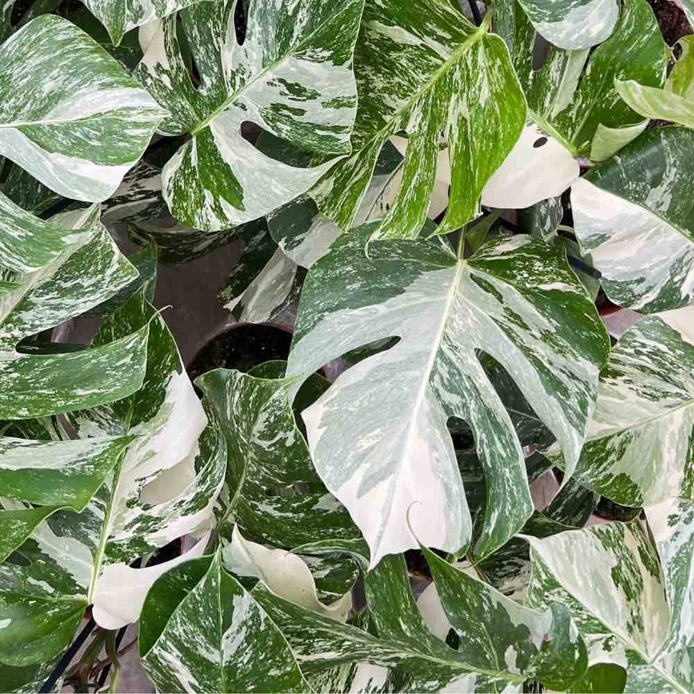 Monstera Variegata - Pot de 17cm - Plantes d'intérieur - Image 1