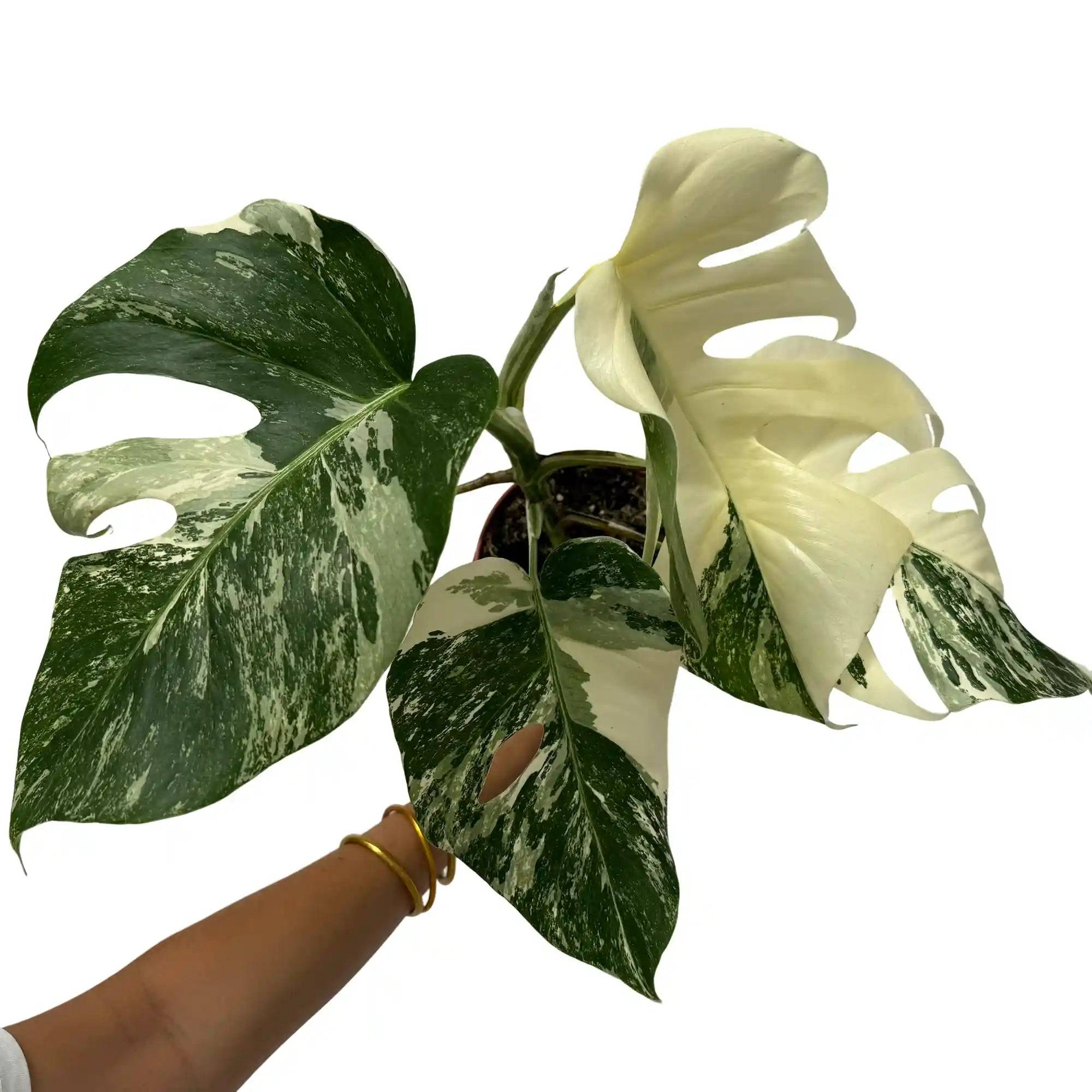 Monstera Variegata - Pot de 17cm - Plantes d'intérieur - Image 4