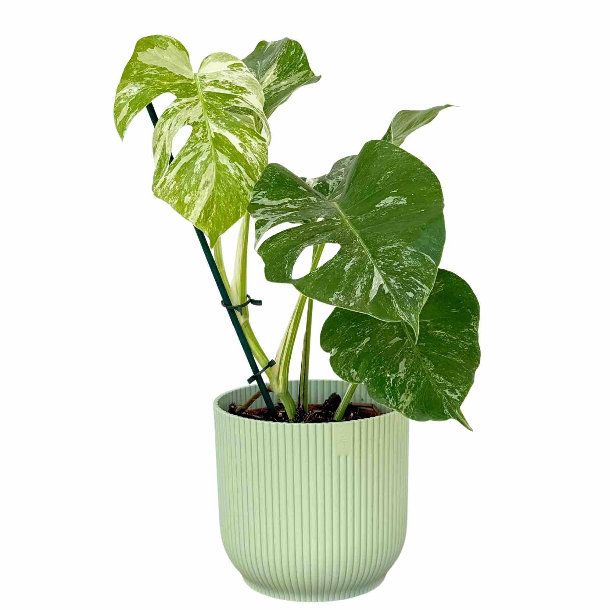 Monstera Variegata - Pot de 17cm - Plantes d'intérieur - Image 3