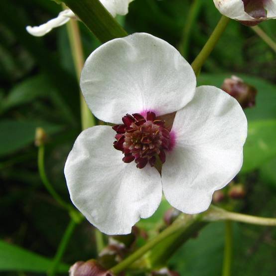 Sagittaria sagittifolia - Flèche d'eau Godet de 8/9 cm
