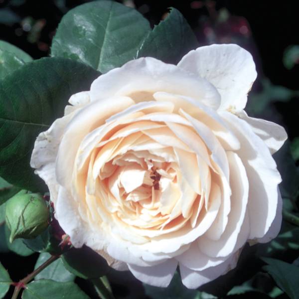 Promesse de Fleurs - Rosier ancien Fragrant old white  Pot de 4L/5L