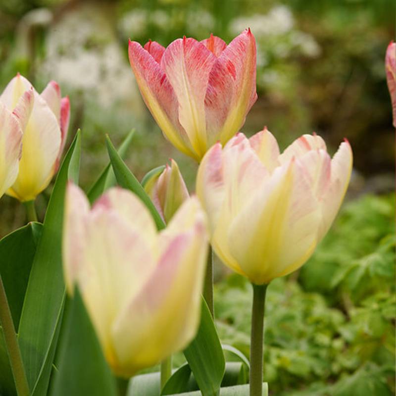 Promesse de Fleurs - Tulipe pluriflore Antoinette Bulbe calibre 12+ (par 10)