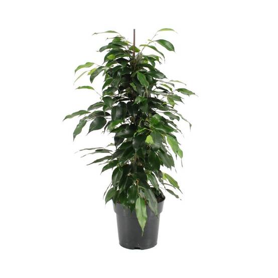 Ficus Benjamina Danielle 70cm - Plante d'intérieur- La Green Touch - Image 1