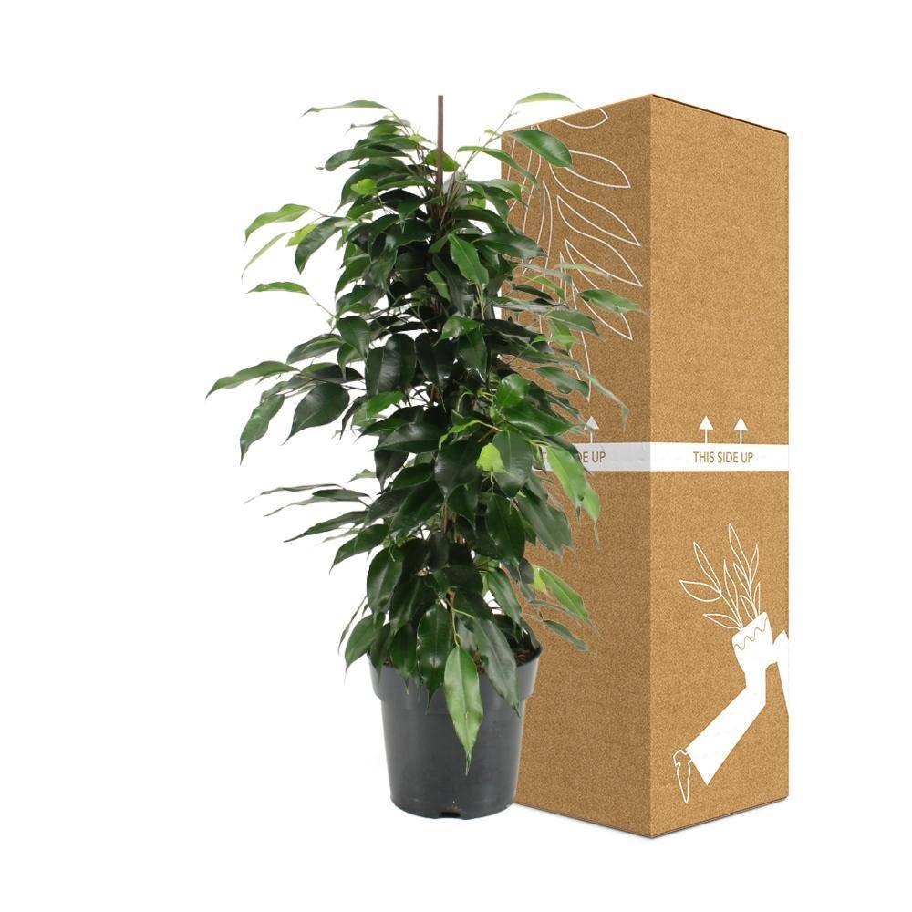 Ficus Benjamina Danielle 70cm - Plante d'intérieur- La Green Touch - Image 4