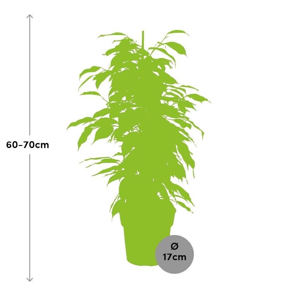 Ficus Benjamina Danielle 70cm - Plante d'intérieur- La Green Touch - Image 3