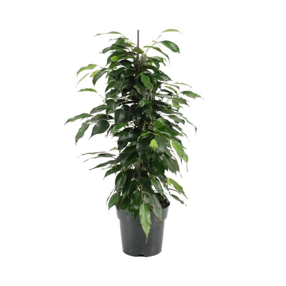 Ficus Benjamina Danielle 70cm - Plante d'intérieur- La Green Touch - Image 2