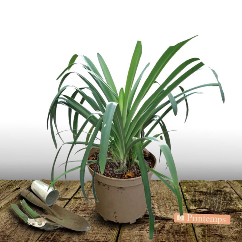 Agapanthe africanus à fleurs Bleue/ - feuillage Semi-Persistant - Pot de 7,5L - 40/60 cm - Imagen 4