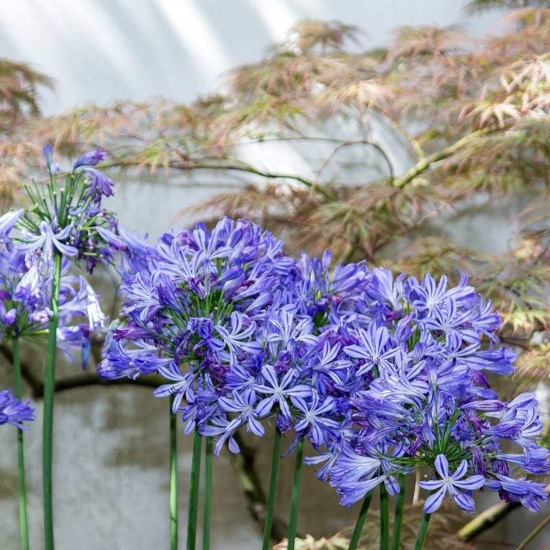 Agapanthe africanus à fleurs Bleue/ - feuillage Semi-Persistant - Pot de 7,5L - 40/60 cm - Imagen 1