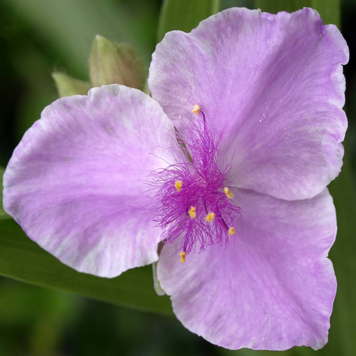 Ephémère de Virginie - Tradescantia andersoniana Pink Chablis Pot de 2L/3L