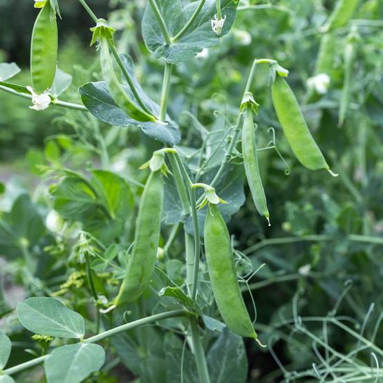 Promesse de Fleurs - Pois nain Bamby mangetout - Pisum sativum le sachet de 250-350 graines environ (100g)