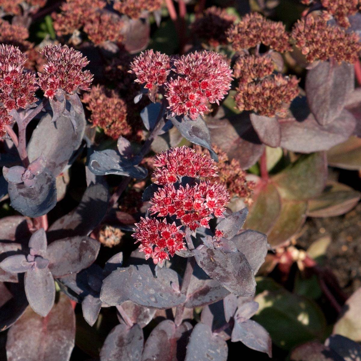Sedum Jose Aubergine - Orpin Godet de 8/9 cm