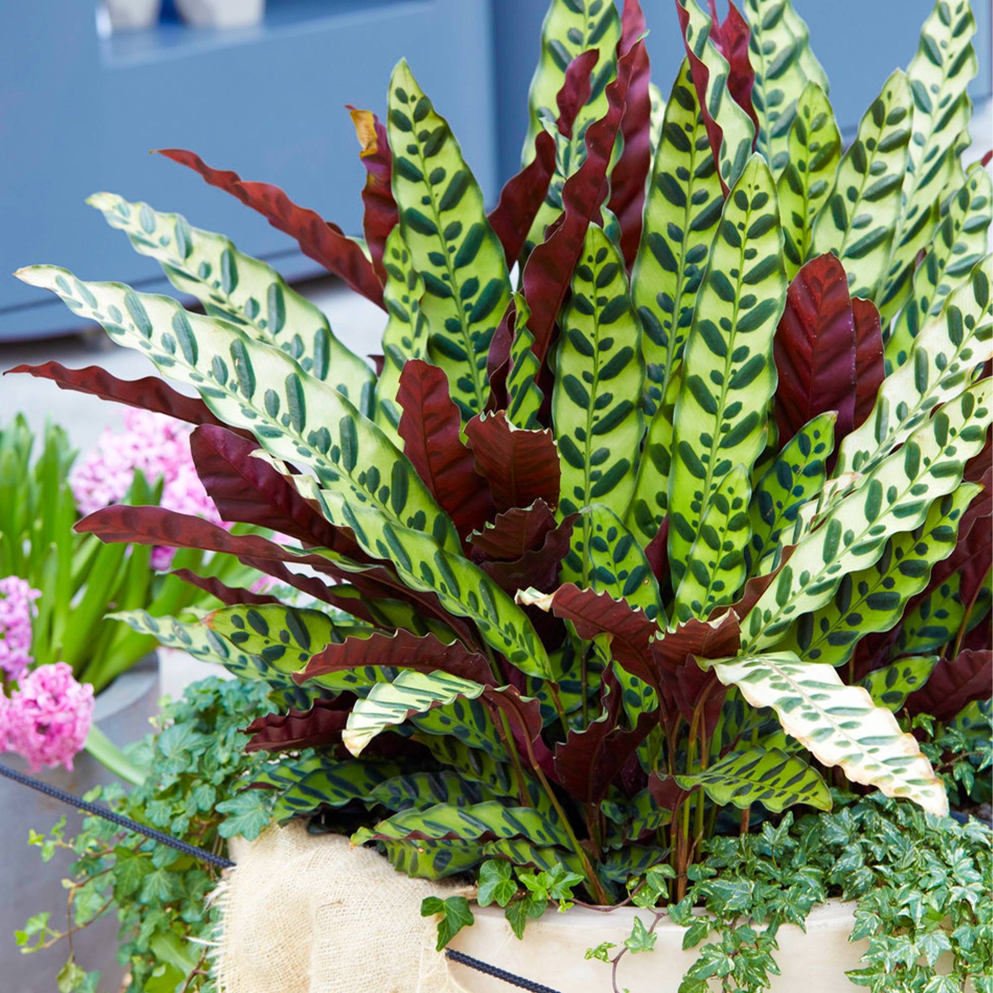 Gardenersdream - Calathea Lancifolia Pour La Maison Ou Le Bureau Plante D'Intérieur En Pot De 40 À 50 Cm - GardenersDream - Imagen 1
