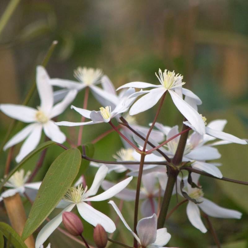 Clématite armandii Little White Charm à fleurs Blanche - feuillage Persistant - Pot de 3L - Echelle bambou 60/120 cm- hauteur à maturité De 5,00 m à - Image 1