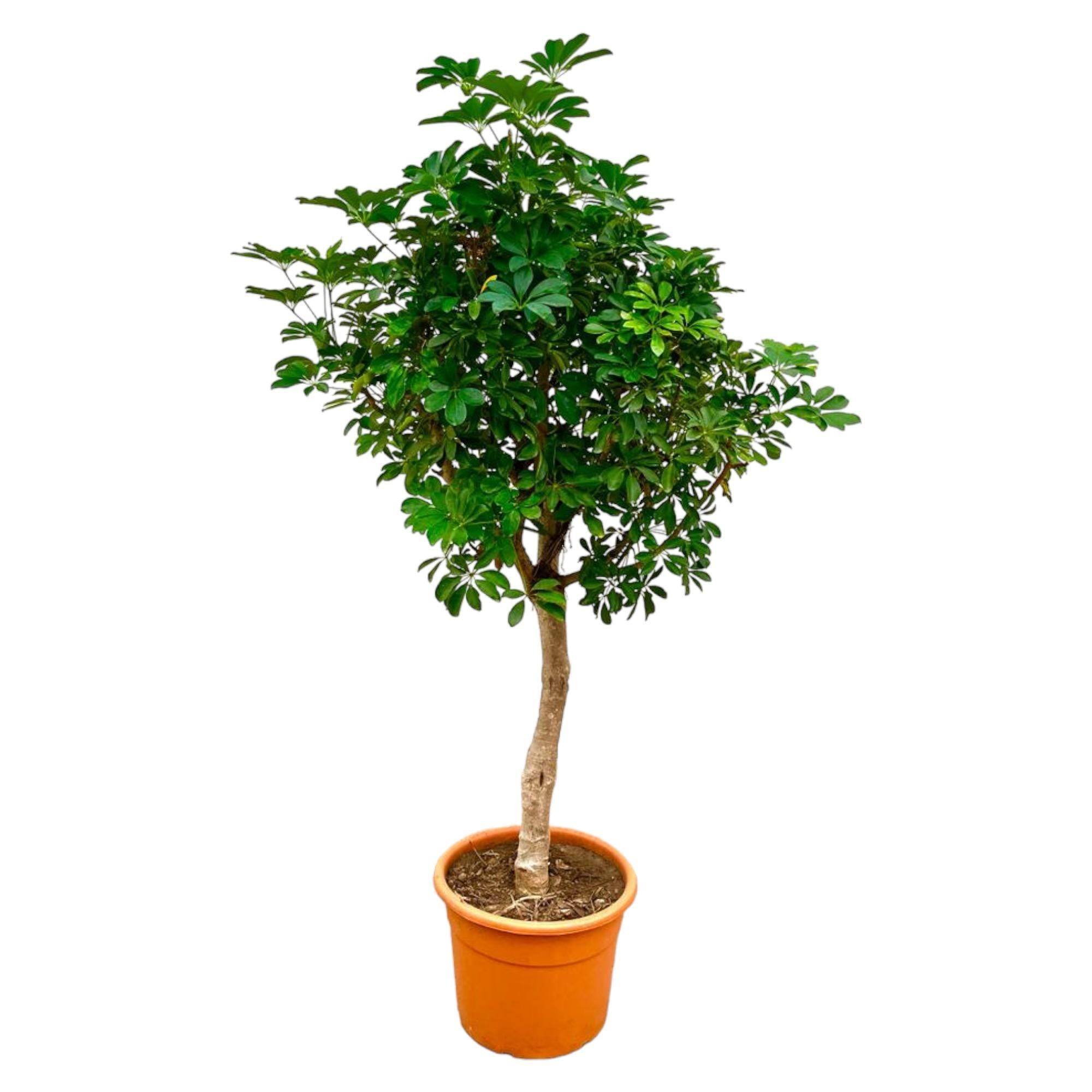 La Green Touch - Schefflera Sur Tige - D40 H200cm - Image 1