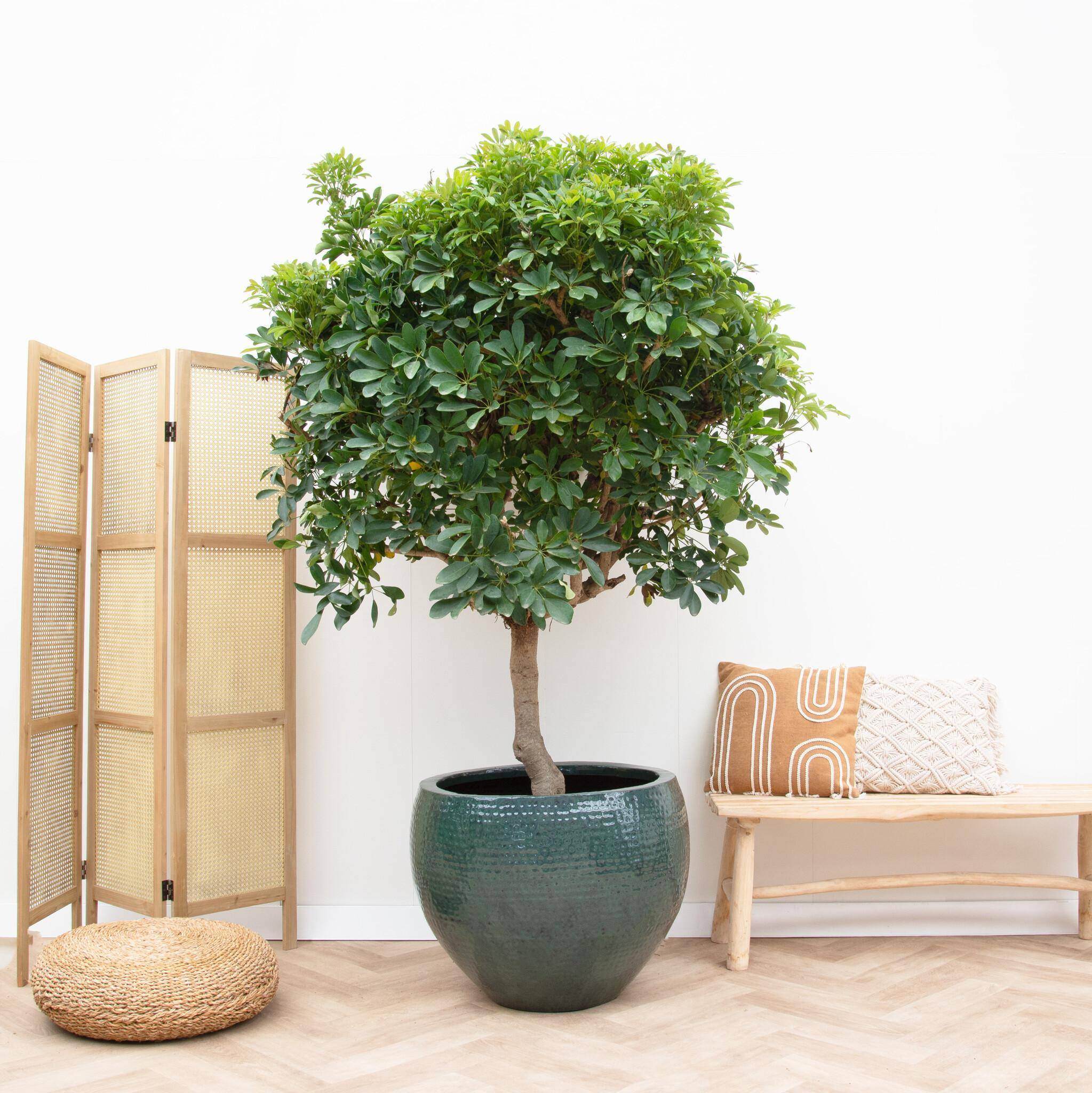 La Green Touch - Schefflera Sur Tige - D40 H200cm - Image 2