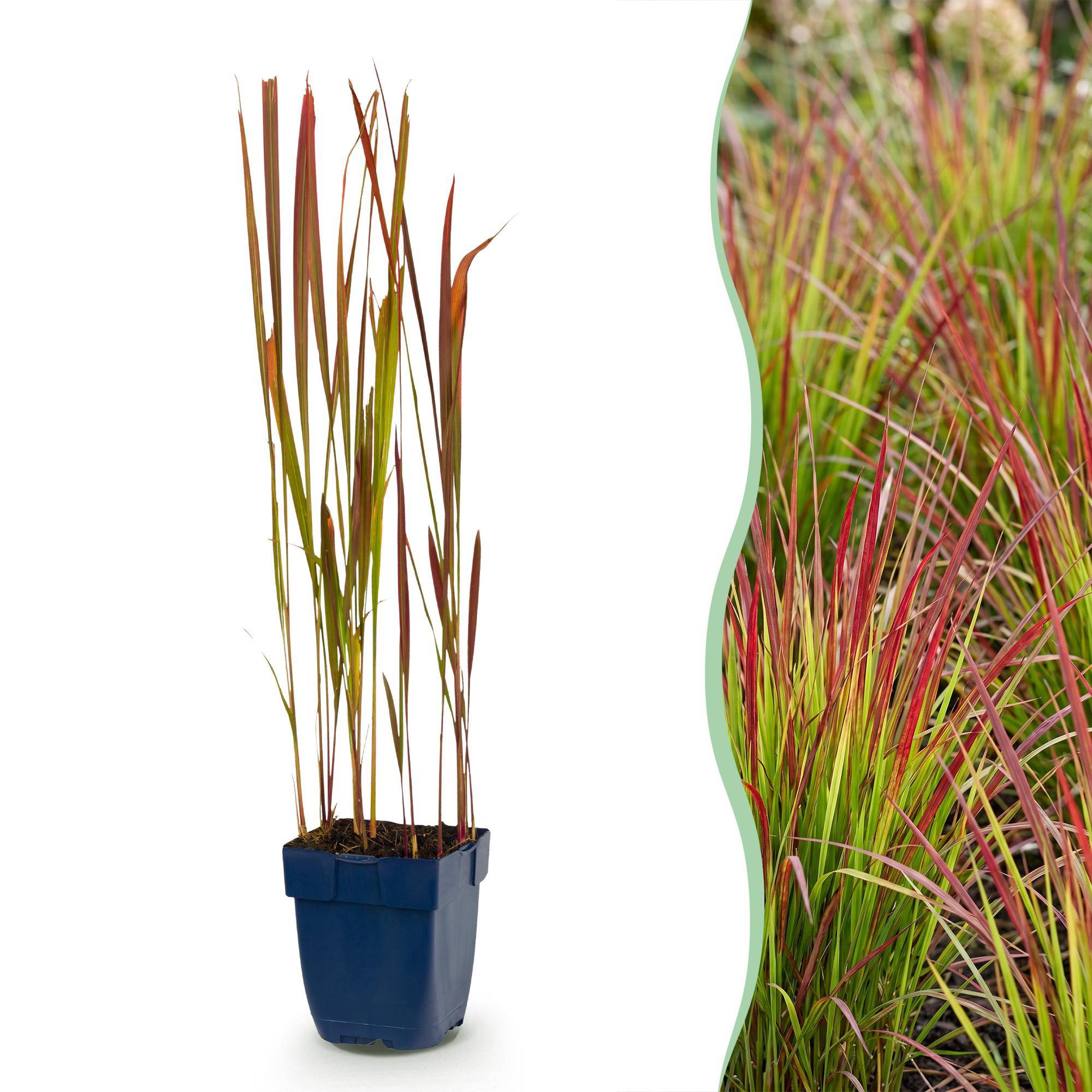 Herbe sanglante du Japon 'Red Baron' (Imperata cylindrica) - graminée au feuillage rouge - Pot 11 cm - Hauteur 25 cm - 6 plants - Plantes d'intérieur