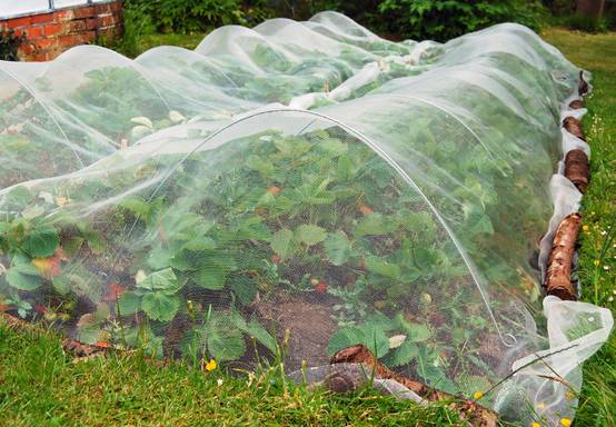 Filet anti-insectes 50gr/m² 2.1m x 10m Cristal - Image 2